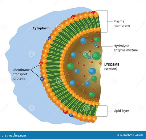 Lysosome Diagram Labeled