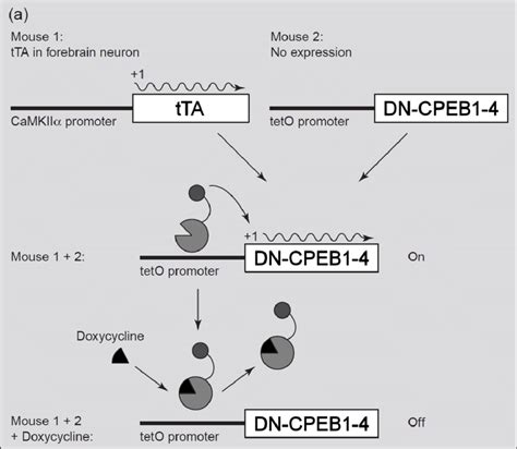 Conditional gene overexpression in neurons. Two transgenic mice are ... 
