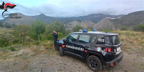 Carabinieri Forestale Verifiche E Controlli Nel Cosentino Denunce E