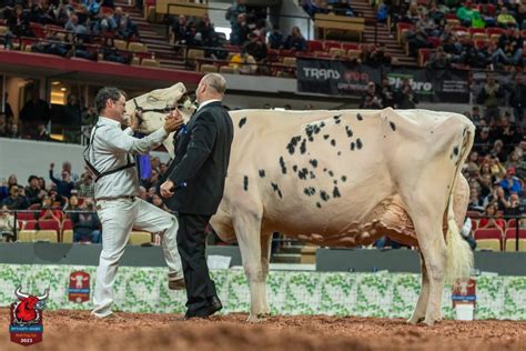 Shakira Seizes Grand At The International Holstein Show