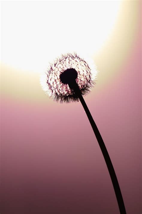 Dandelion Sunset Purple - Free photo on Pixabay