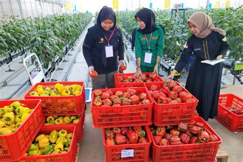 Kolaborasi Indonesia Korea Ciptakan Daya Saing Petani Milenial Melalui