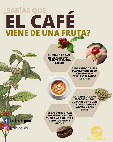 Top 161 Proceso Del Café Paso A Paso Con Imágenes Elblogdejoseluis