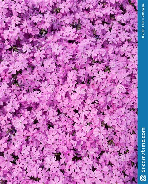 Pink Primula Farinosa Background, Bird S-eye Primrose Flowers. Stock