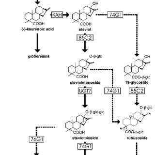 Biosynthetic Pathway Of The Steviol Glycosides Dotted Lines Indicate