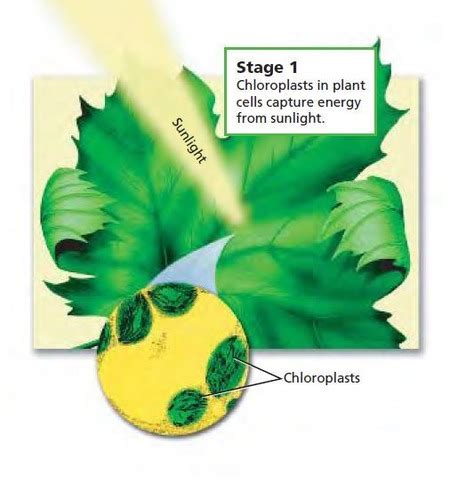 Photosynthesis And Respiration Flashcards Quizlet