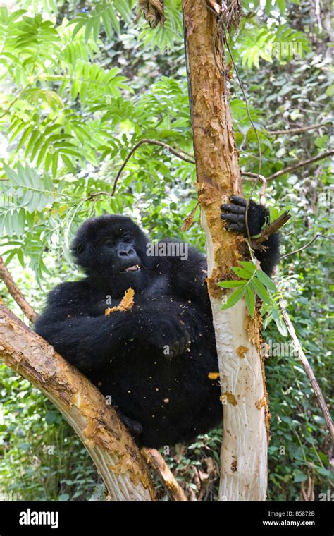 Mountain Gorilla Gorilla Gorilla Beringei Eating Tree Bark Kongo