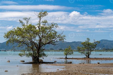 Tree standing by a sunny beach, blue water ocean, blue sky and green mountain background ...