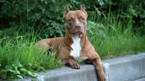 70 White Pitbull Names - The Dogman