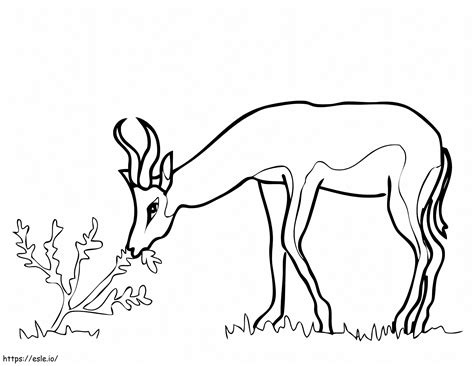 Springbok From South Africa Coloring Page