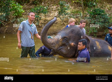 People bathing with a baby elephant Stock Photo - Alamy