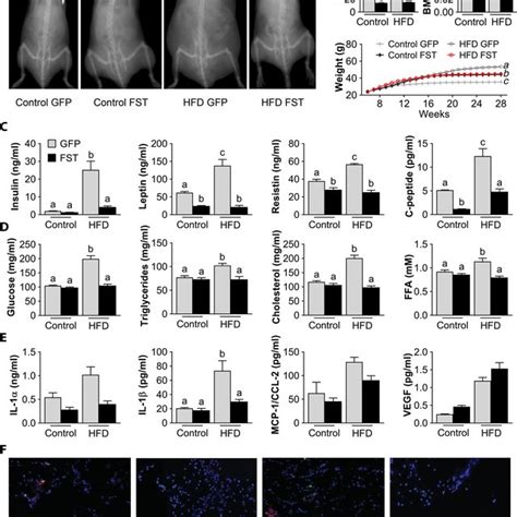 Effects Of AAV FST Gene Therapy On Muscle Structure And Function A