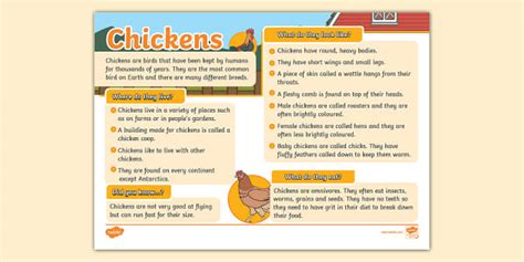 KS1 Chickens Fact File KS1 Lehrer Gemacht Twinkl