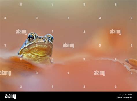 Common Frog Between Autumn Leaves Stock Photo Alamy