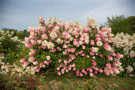 Berry White® Panicle Hydrangea | First Editions