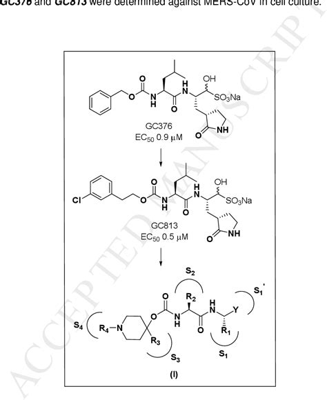 Structure Guided Design Of Potent And Permeable Inhibitors Of Mers