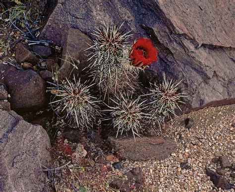 A Singular Bloom Photograph By Paul Breitkreuz Fine Art America