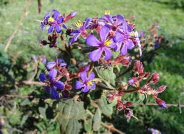 Tungurahua Flora Ecuventure