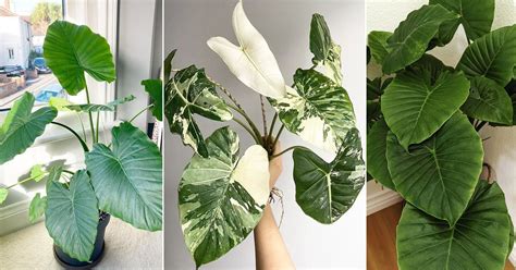 Alocasia Odora Care And Growing Guide Balcony Garden Web