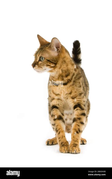 Brown Spotted Tabby Bengal Domestic Cat Hi Res Stock Photography And