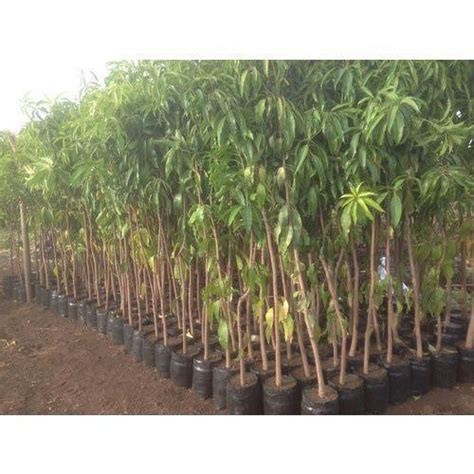 Organic Green Mango Plant At Best Price In Meerut Mahadev Herbal