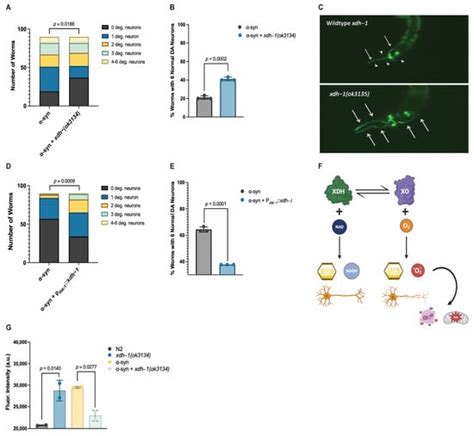 Attenuation Of Dopaminergic Neurodegeneration In A C Elegans Parkinson