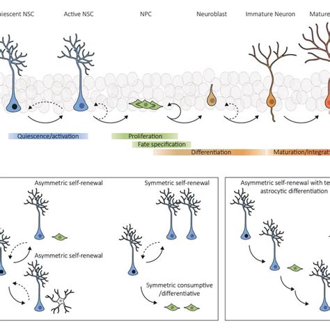 Neurogenesis In The Adult Hippocampus A Generation Of Mature Granule