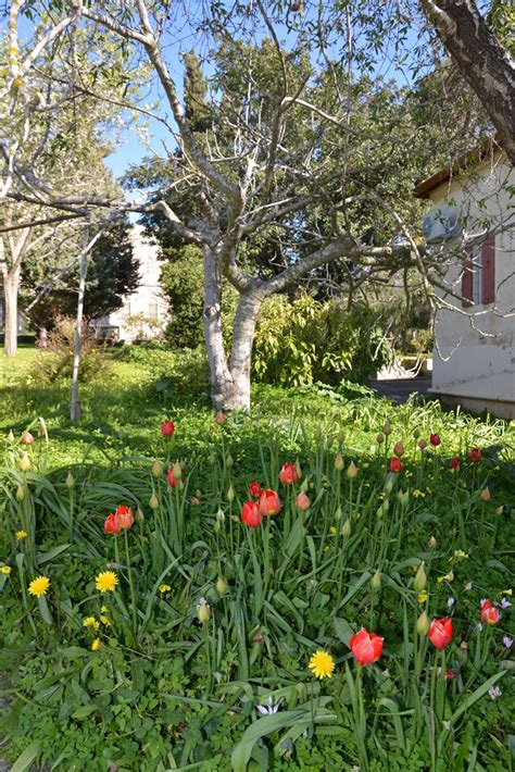 Sisters Of Our Lady Of Zion Ein Kerem BibleWalks 500 Sites