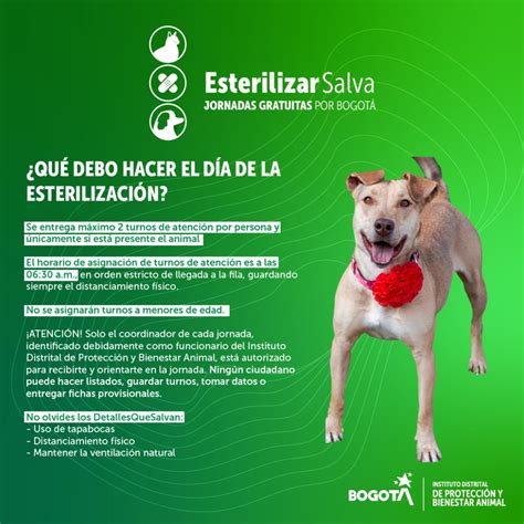 Cronograma Mensual De Esterilizaci N Y Vacunaci N Gratuita Para Perros