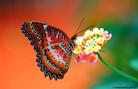 Live Butterfly Wallpaper | Full HD Wallpapers