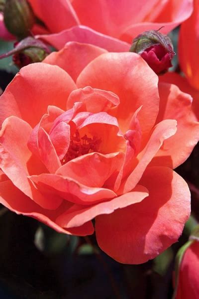 Growing The Coral Knockout Rose Rosa Radral Pp Perennial