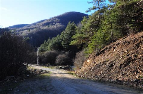 Floresta Árvore Arvores Estrada Da Foto gratuita no Pixabay Pixabay