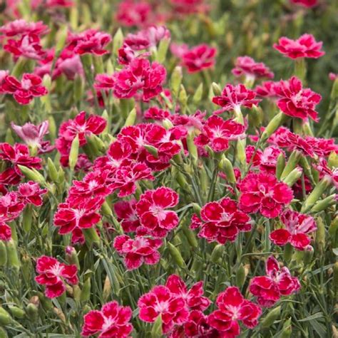 Dianthus Plumarius Dobay Kertészet