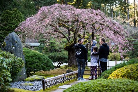 The Sakura of Spring: Cherry Blossoms in Portland Japanese Garden ...