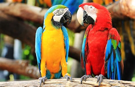 Parrots Psittacidae • Loro Parque