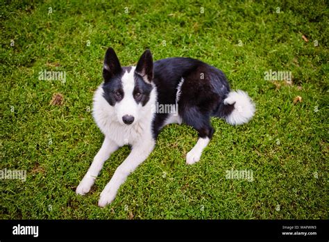 Black And White Pooch From A Dog Shelter Is Lying On Its Back On The