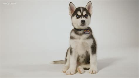 New UConn Husky mascot, Jonathan XV, settles into campus life | fox61.com