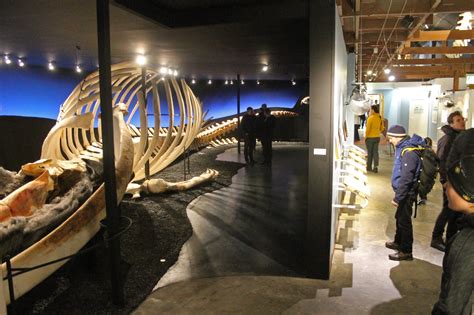 Húsavík Whale Museum reopened with new Blue Whale Exhibition | Húsavík