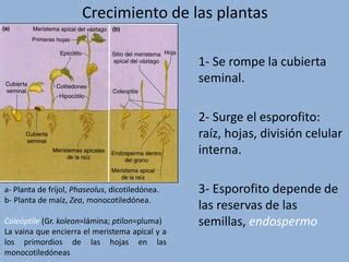 Raiz Guia Basica Ppt