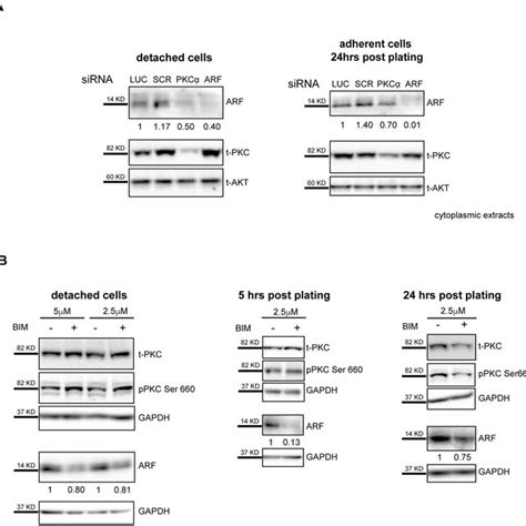 Pkc Activation Is Required For Arf Induction A Cytoplasmic Protein