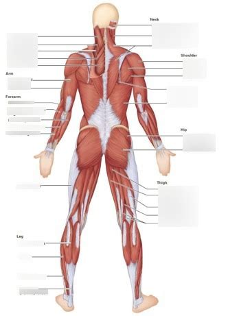 BIO 201 Foster Human Muscle Diagram Posterior Diagram Quizlet