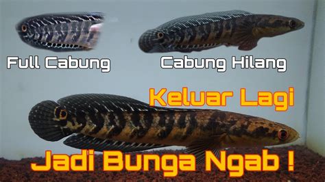 Calon Bunga Pada Progresan Maru Yellow Sentarum Hilang Ini Pendapat