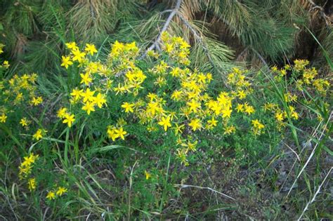 Common St John S Wort Invasive Species Council Of British Columbia