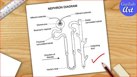 How To Draw Nephron Diagram Drawing Easy Way Structure Of Nephron Step By Step Youtube