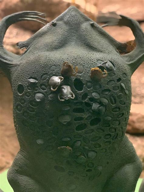 A Suriname Toad Mother And Her Babies Erupting From Her Back R