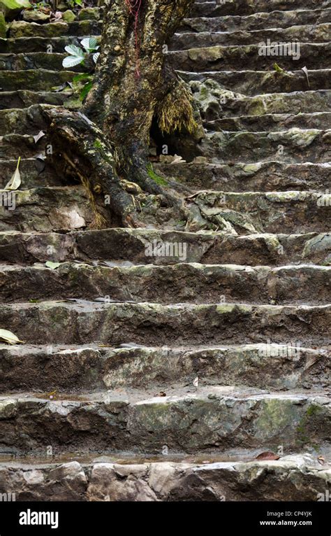 Stair Stairs Moss Mossy Tree Trees Root Roots Hi Res Stock Photography