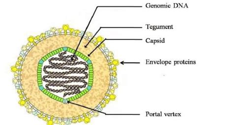 Structure Of Ebv Virion Chen Et Al 2012 Download Scientific Diagram