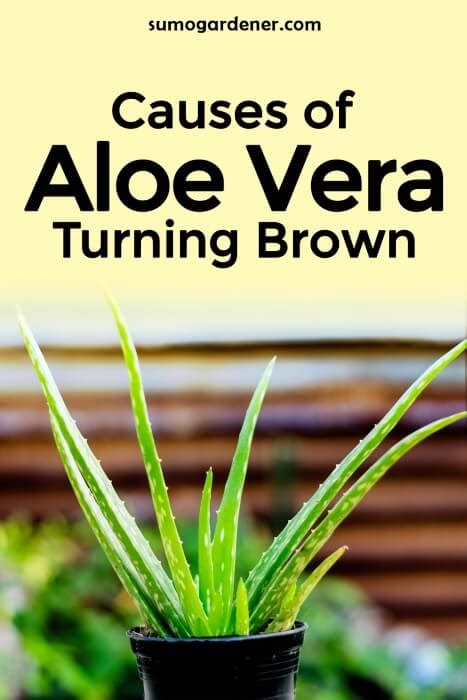 9 Causes Of Aloe Vera Turning Brown Sumo Gardener