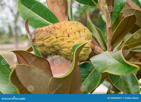 Southern Magnolia Fruit Magnolia Grandiflora Tree Stock Image Image