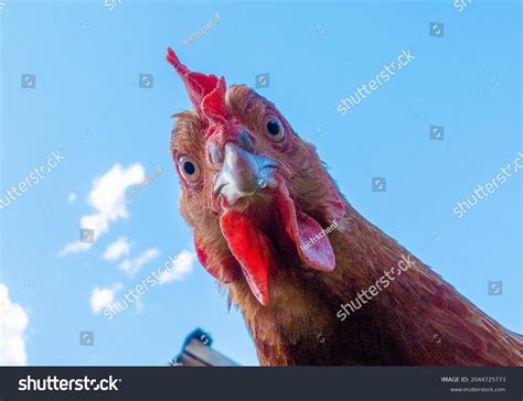 55 670 Chicken Head 库存照片、图片和摄影作品 Shutterstock